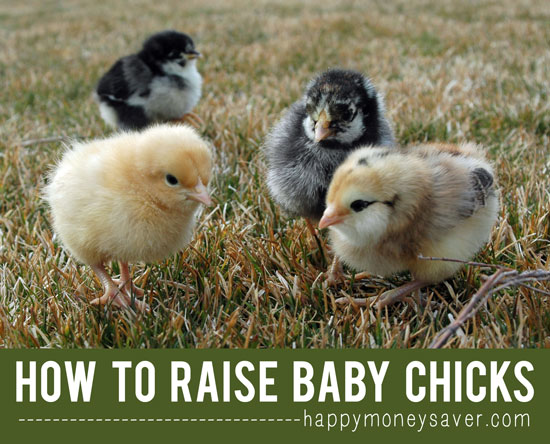 How To Raise Baby Chicks { A Beginners Guide with all the information you need to get started} Mmmm..fresh eggs!  happymoneysaver.com