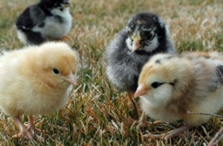 baby-chicks