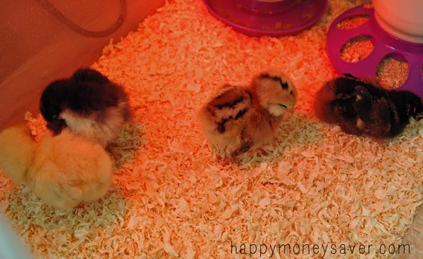 Baby Chicks Care