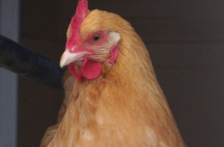 ginger4