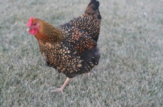 Image00025