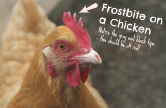 Frostbite on Chickens