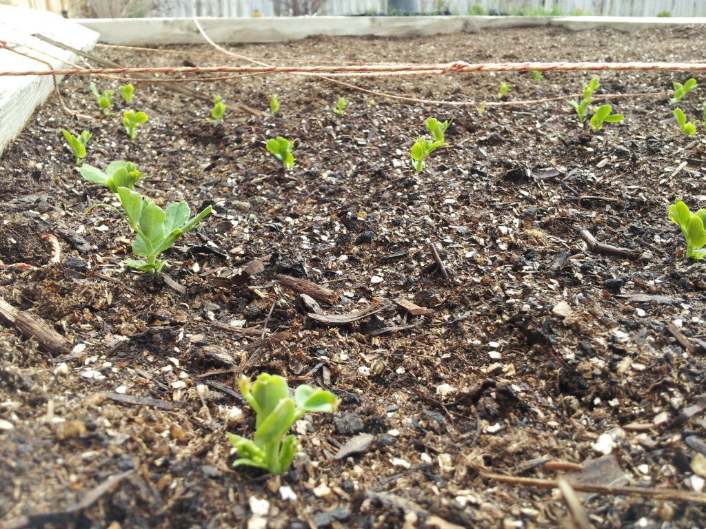 Plants sprouting from the dirt.