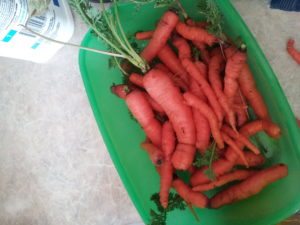Green bucket full of carrots.
