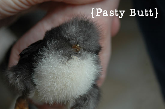 Baby Chick Pasty Butt
