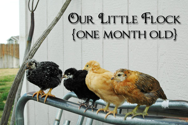 Happy Homesteaders Chicken Flock at 4 weeks old