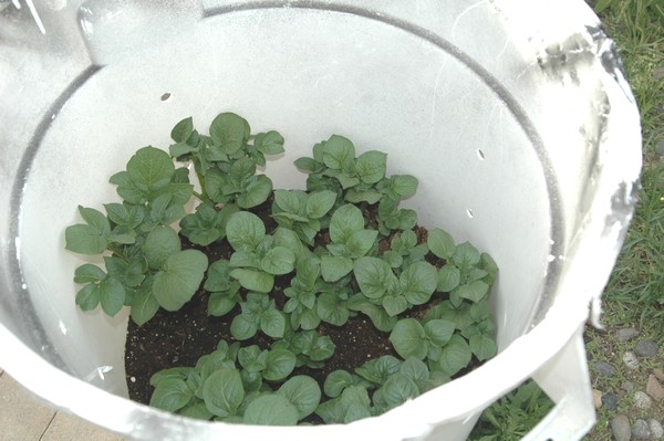 Trying something new: Growing Red Potatoes in a Garbage Can