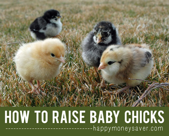 How To Raise Baby Chicks { A Beginners Guide with all the information you need to get started} Mmmm..fresh eggs! happymoneysaver.com