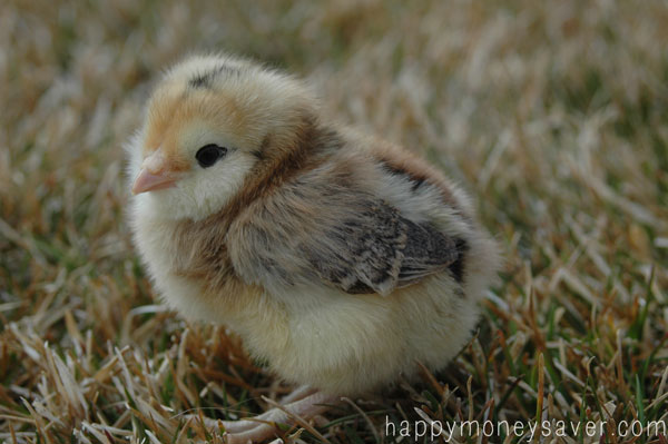 How to Care for baby chicks