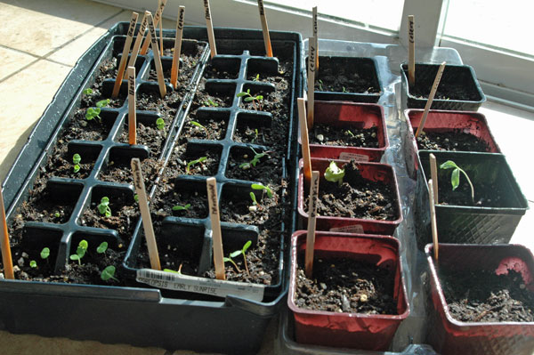 planting seeds indoors