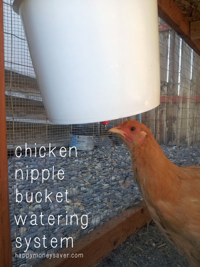 Building a Chicken Nipple Waterer using a Plastic Bucket - Costs under $10, takes only 5 minutes to make and saves you tons of time. I only have to change my chicken water once a week. Plus it keeps the dirt and bacteria out of their water = healthy chickens!  happymoneysaver.com