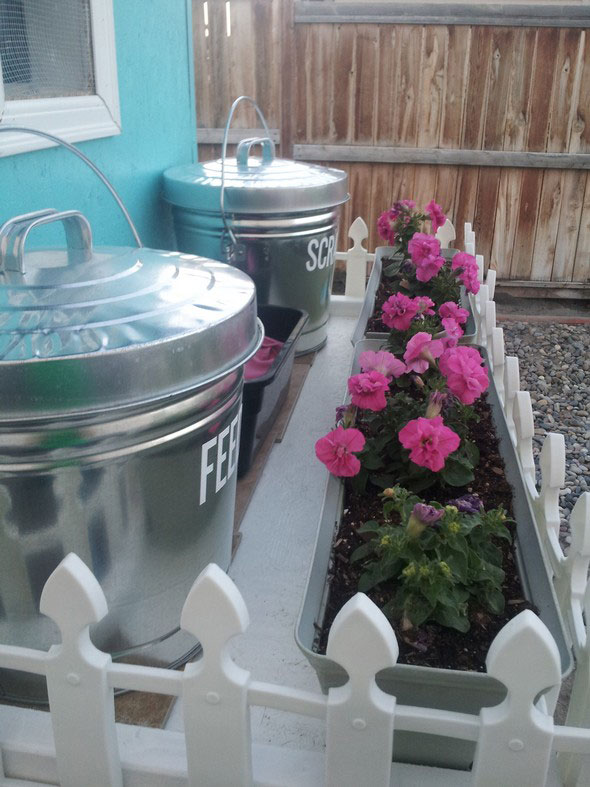 Cute Chicken Coop with 6 Gallon Garbage Cans as chicken feeders