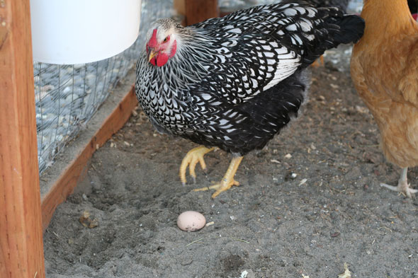 The first chicken egg found