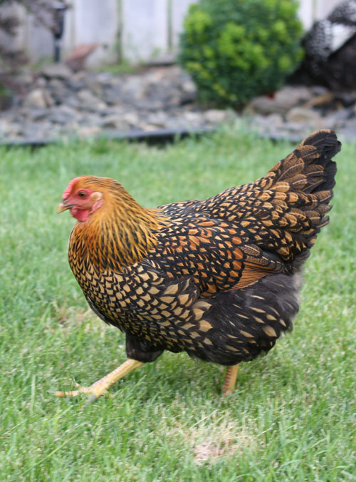 golden laced wyandotte chicken - beautiful! happymoneysaver.com