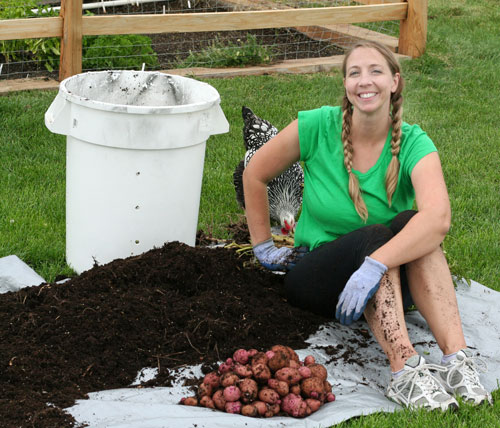 Harvesting Red Potatoes using the Garbage Can Method