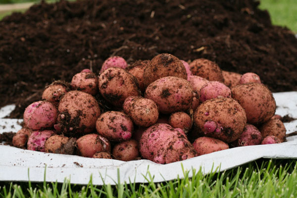 Harvesting Red Potatoes using the Garbage Can Method