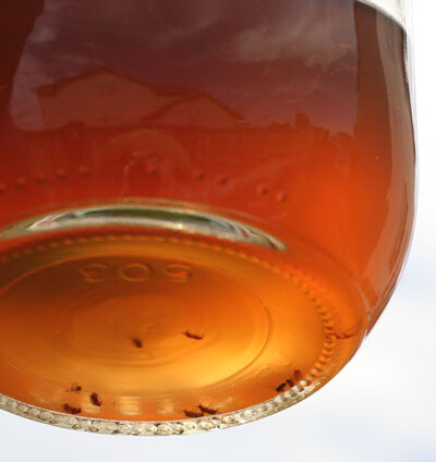 Mason jar of liquid with fruit flies.