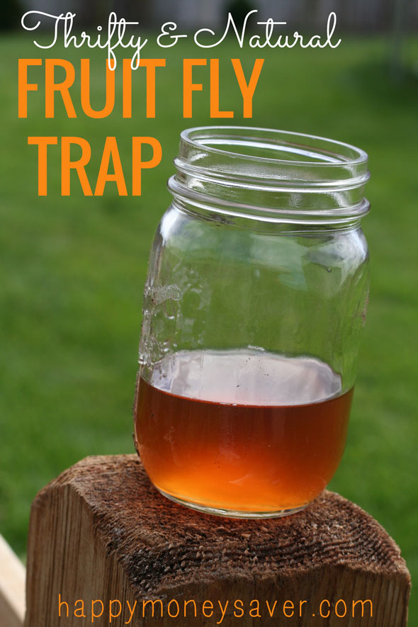 fruit bug trap