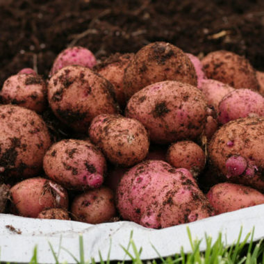 Regrow potatoes from just slices!