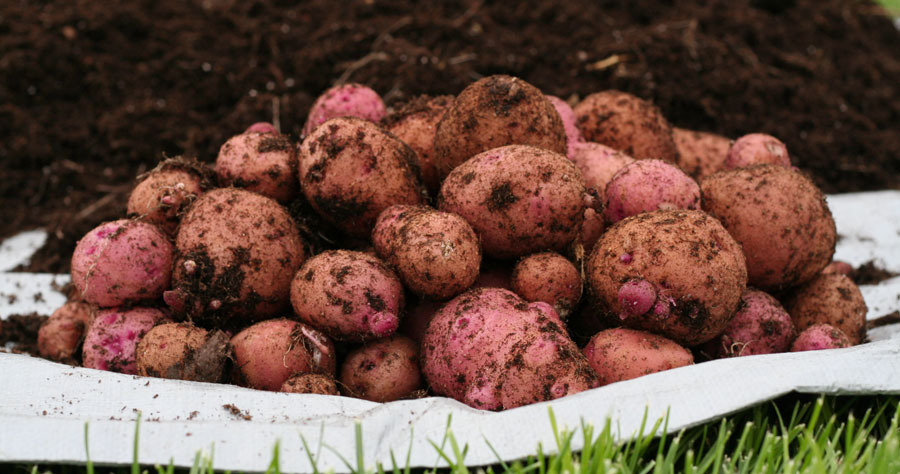 Regrow potatoes from just slices! Great way to regrow food from scraps!