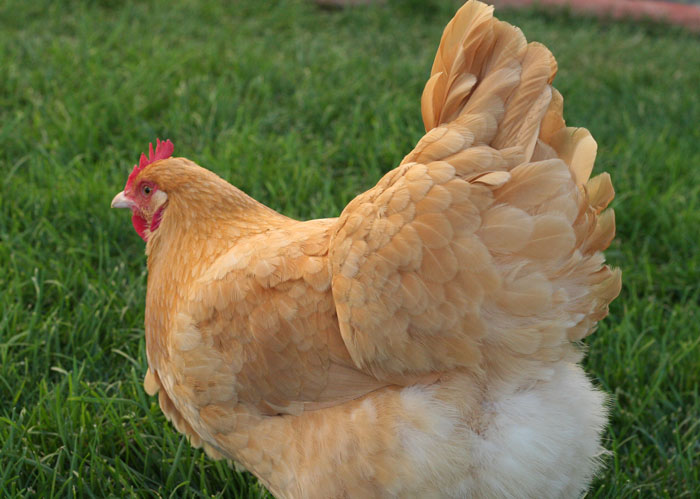 Buff Orpington Hen