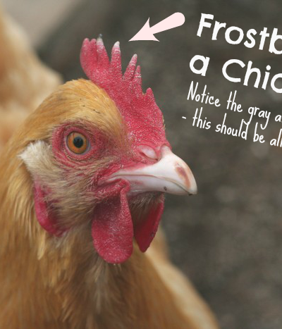 Frostbite on Chickens