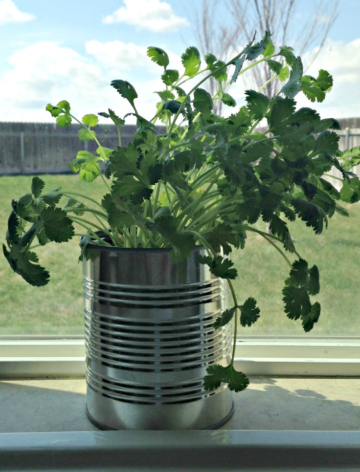 Regrow cilantro and use upcycled cans for herb gardens indoors