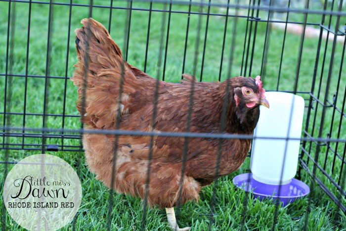 Rhode Island Red Chicken 