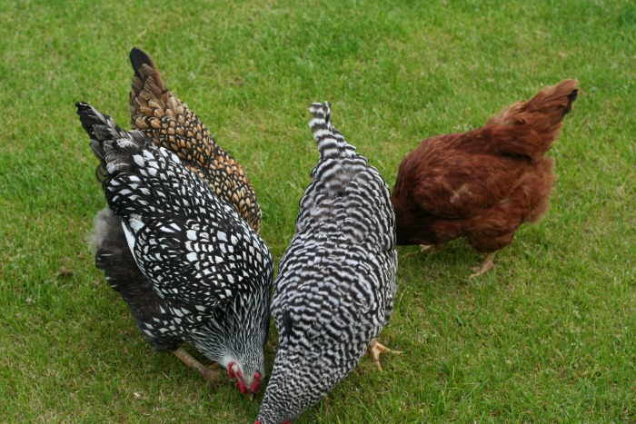 Chicks eating together