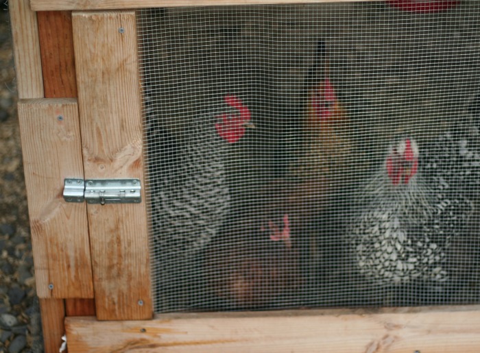 Introducing new chicken to the flock - chicken coop