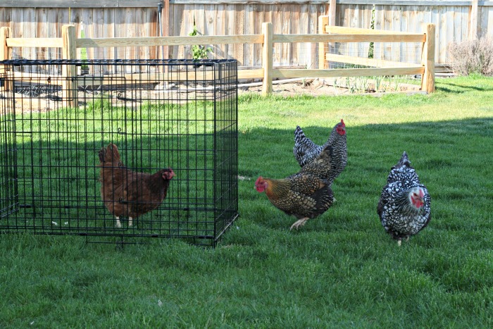 Introducing NEW chickens to your existing flock