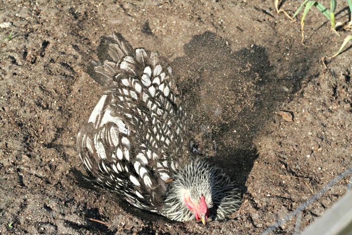 Chicken taking a dust bath