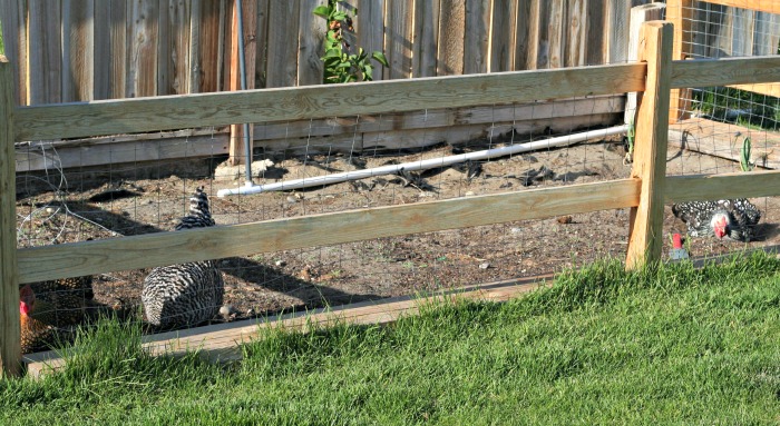 Chickens in the garden