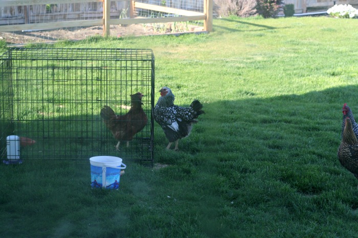 Chickens getting to know each other