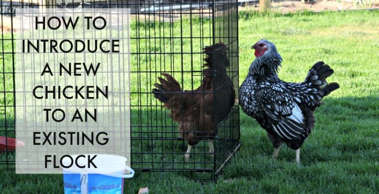 How To Introduce A New Chicken Into Your Existing Flock 