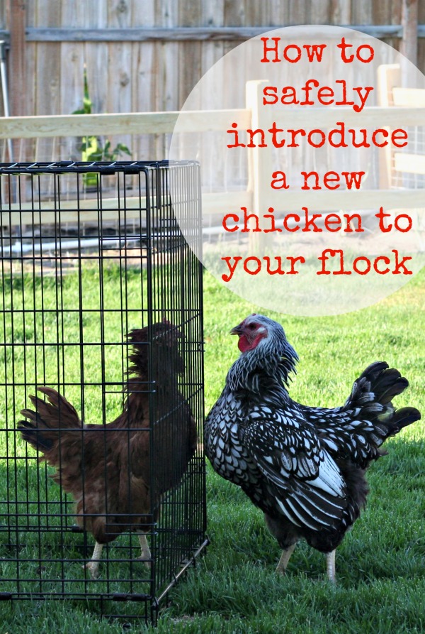 How to safely introduce a new chicken to your flock