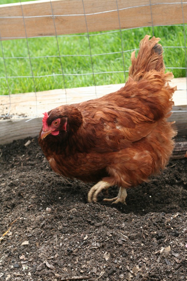 Rhode Island RED chicken breed