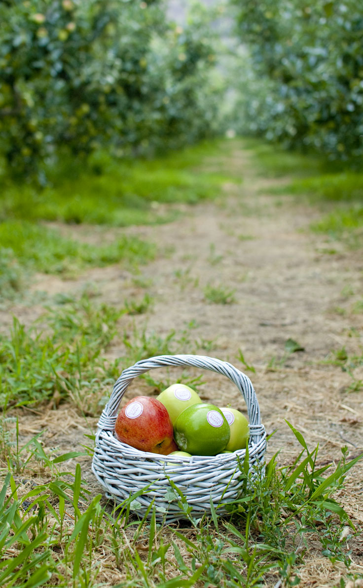 Use any kind of apple and the free printable and create the perfect apple classic teacher gift idea. #happythoughts #appleclassic