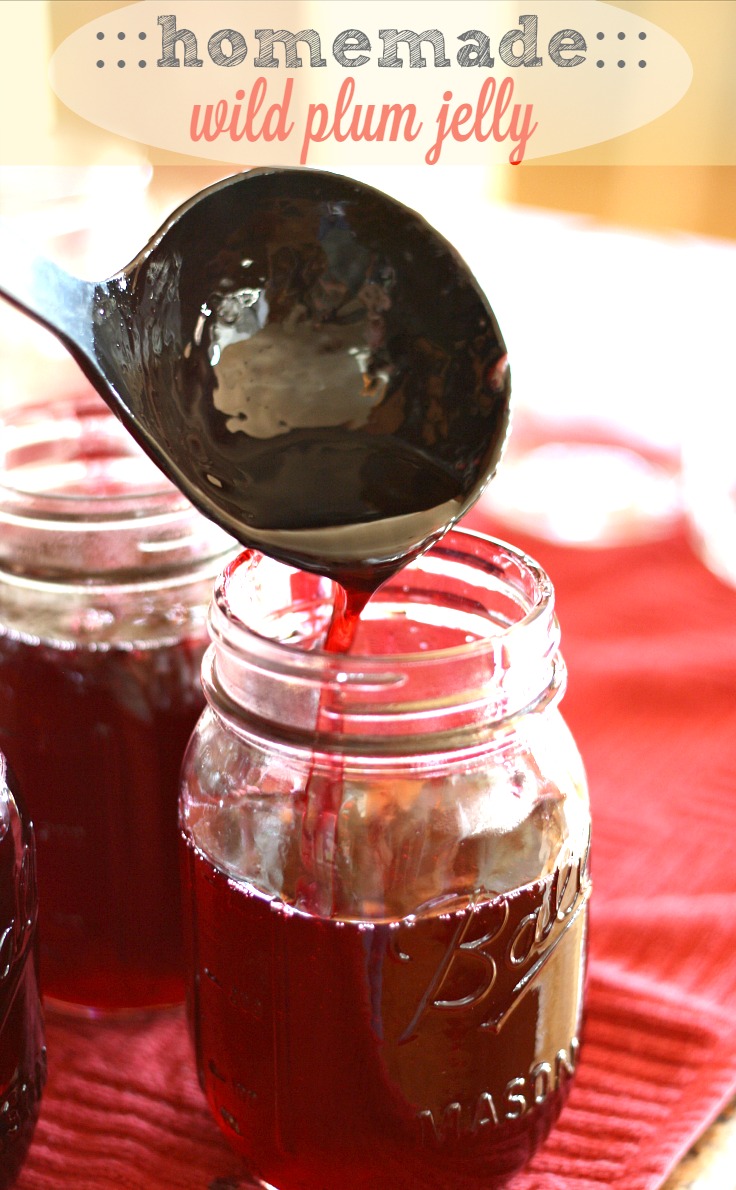 Homemade Wild Plum Jelly
