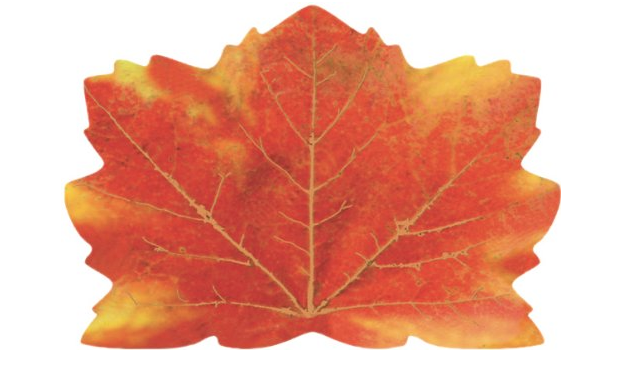 9/18 Amazon Deals / Fall Placemats, Book, Cottonelle, Biore, Salad Spinner, Baguette Pans, Teva Sandals - Happy Money Saver