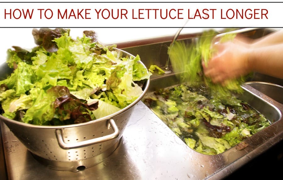 TOP 4 WAYS to make your lettuce last longer in your fridge!