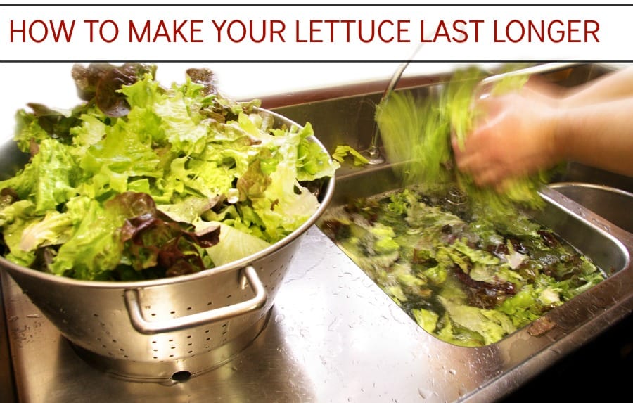 Thrifty Tip Keeping Lettuce Fresh