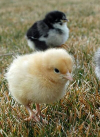 Differently colored baby chicks walking through the grass.