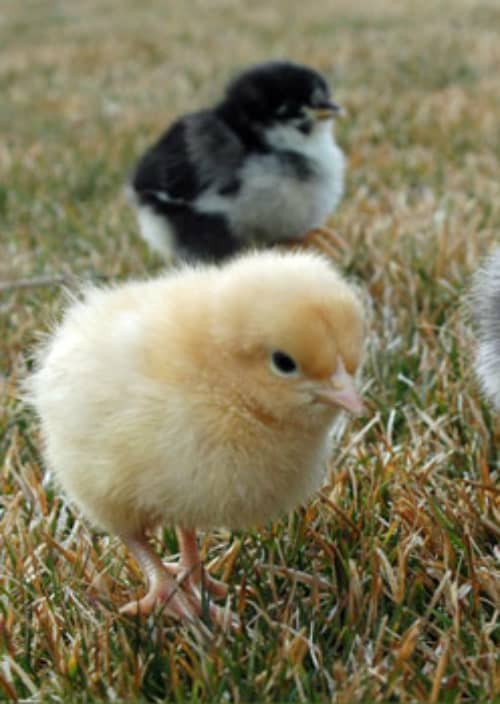 How to Raise Baby Chicks - A Beginners