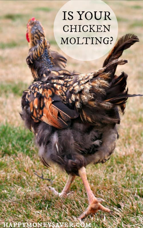 Chickens 101 - Chicken Molting. Is your chicken losing feathers? Read all about the signs of chicken molting.