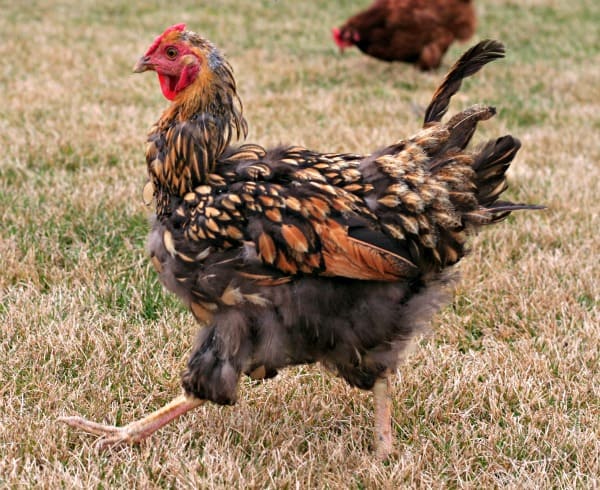 Losing Feathers? Signs you have a Chicken Molting. www.happymoneysaver.com