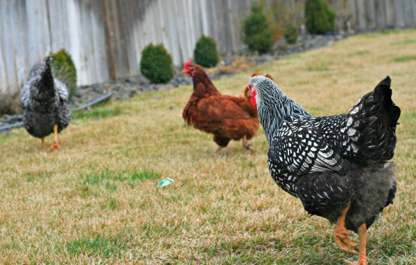 Losing Feathers? Signs you have a Chicken Molting