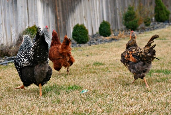 Losing Feathers? Signs you have a Chicken Molting