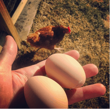 farm fresh eggs