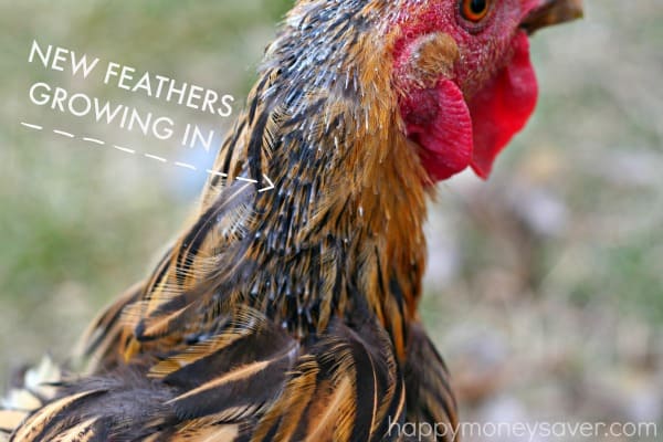 Losing Feathers? Signs you have a Chicken Molting. Happymoneysaver.com